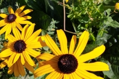 Lainger-Black-Eyed-Susan