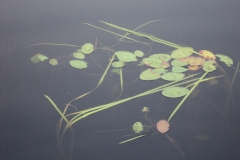 Lainger-LIly-Pads