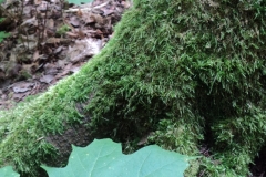 Lainger-Leaf-and-Stump