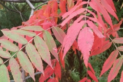 Lainger-Red-Sumac