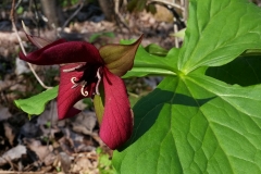 Lainger-Red-Trillium