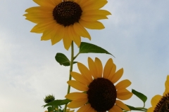 Lainger-Sunflowers-skyward